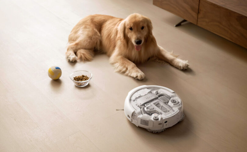 A golden retriever lies on a light wood floor near a ball, a bowl of kibble, and a white DJI Romo robotic vacuum.
