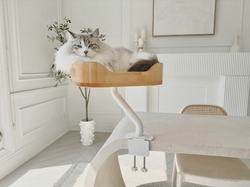 A fluffy cat lounges in a wooden bed mounted to the edge of a modern white desk in a bright, minimalist room.