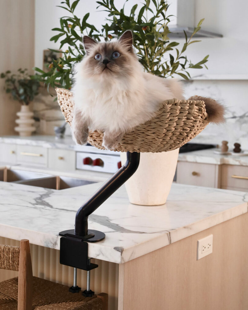 A fluffy cat sits in a woven basket mounted on a clamp attached to a marble kitchen counter, with plants and kitchen items in the background.