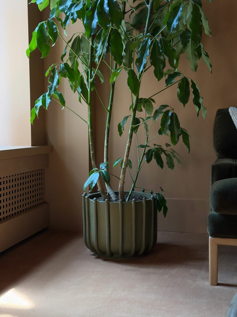 Tall leafy indoor plant in a ribbed green planter sits on a beige carpet next to a dark green sofa in a softly lit room—a perfect addition to any Gift Guide for home décor enthusiasts.