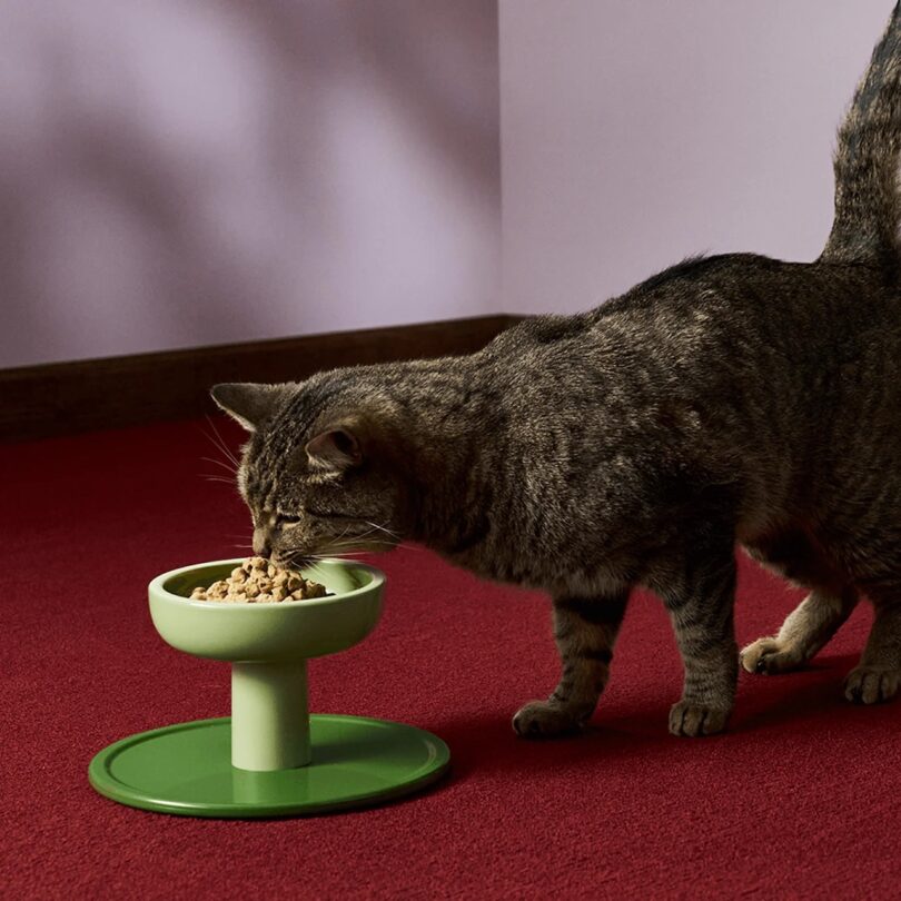 A gray cat eating out of a two-tone green cat bowl on dark red carpet