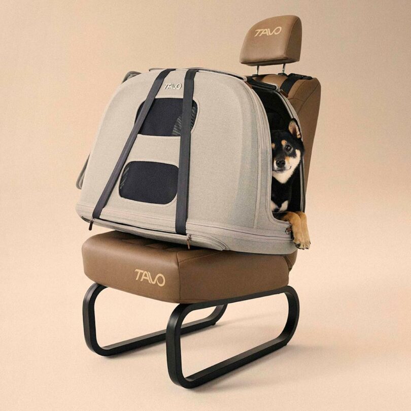 A dog sits inside a gray pet carrier on a brown chair with a black metal frame. The carrier has mesh panels and the brand name "Tavo" is visible.