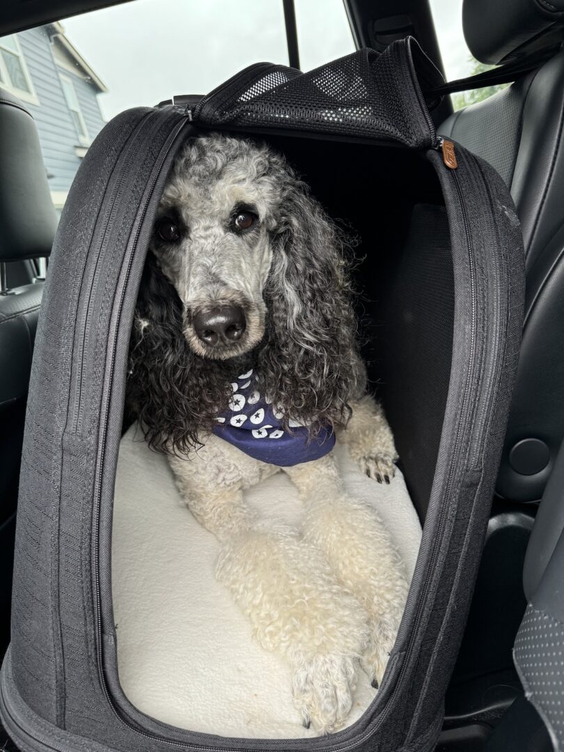 Gray curly-haired dog in a blue vest sitting inside a pet carrier on a car seat